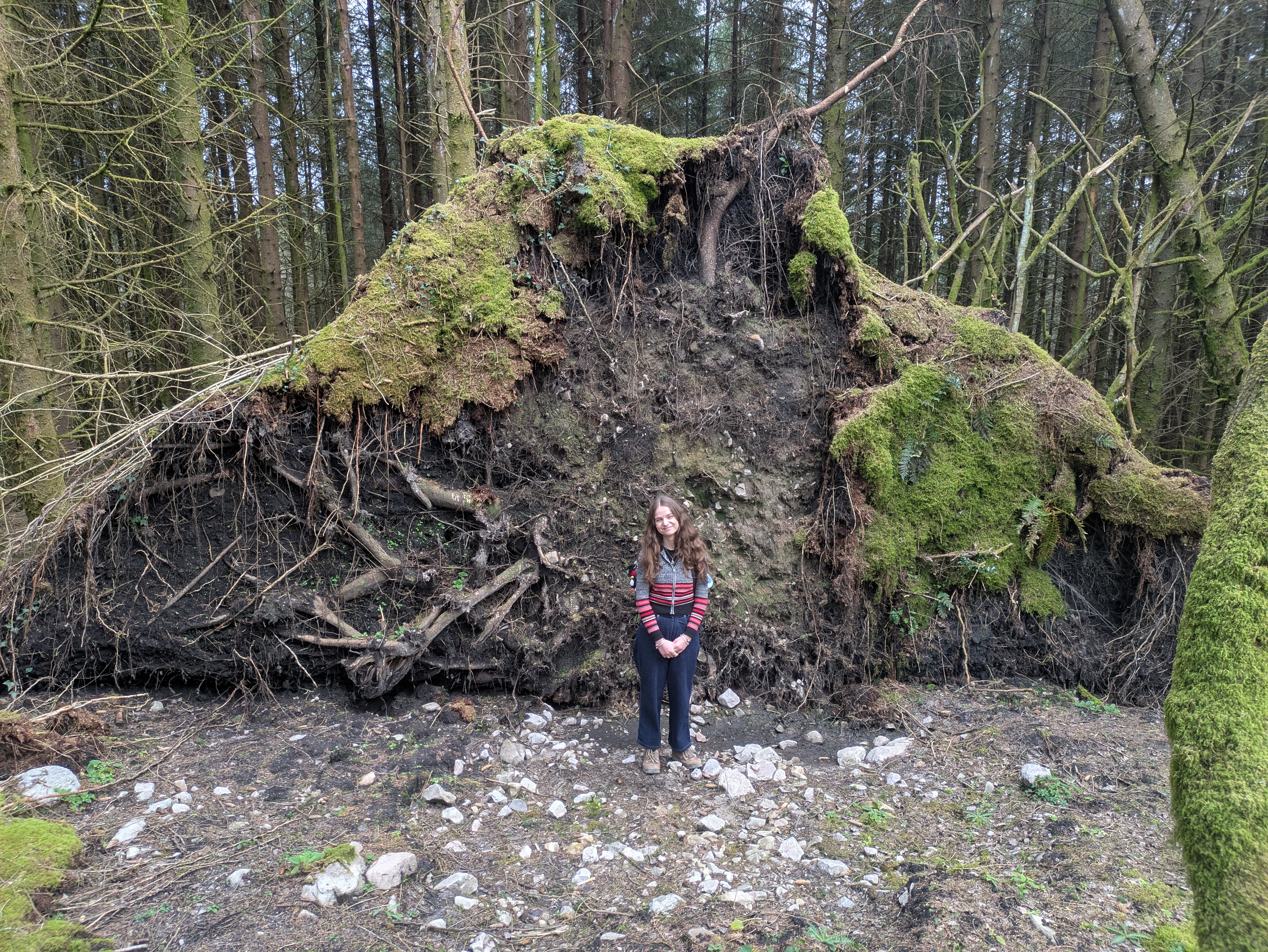 Grace standing in front of the roots of an enormous uprooted tree. The roots are about twice as tall as her.